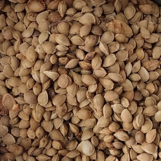 زيتون سبز هسته فلفل مهراد - 500 گرمي - آباج مارکت